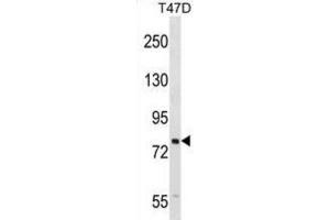 Western Blotting (WB) image for anti-SEL1L adaptor subunit of ERAD E3 ubiquitin ligase (SEL1L) antibody (ABIN2998841) (SEL1L 抗体)