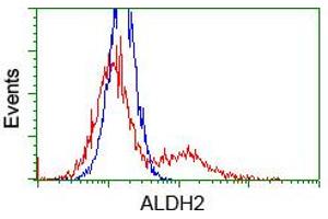 Image no. 1 for anti-Aldehyde Dehydrogenase 2 Family (Mitochondrial) (ALDH2) antibody (ABIN1496589) (ALDH2 抗体)