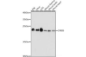 Western blot analysis of extracts of various cell lines using CYB5B Polyclonal Antibody at dilution of 1:1000. (CYB5B 抗体)
