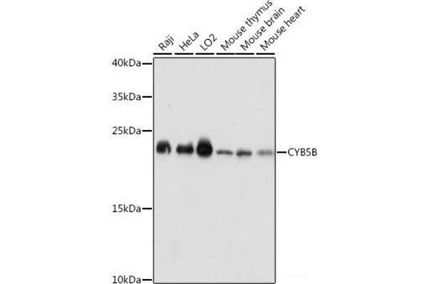 CYB5B anticorps