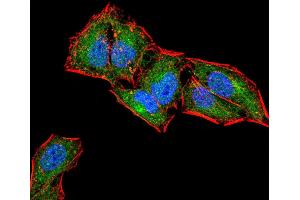 Immunofluorescence analysis of Hela cells using CD6 mouse mAb (green). (CD6 抗体  (AA 18-199))