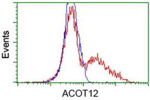 HEK293T cells transfected with either RC210445 overexpress plasmid (Red) or empty vector control plasmid (Blue) were immunostained by anti-ACOT12 antibody (ABIN2454223), and then analyzed by flow cytometry. (ACOT12 抗体)