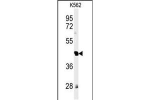 Western blot analysis of RTN4RL1 Antibody in K562 cell line lysates (35ug/lane) (RTN4RL1 抗体  (C-Term))