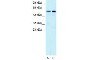 Western Blot showing HTR1A antibody used at a concentration of 1-2 ug/ml to detect its target protein. (Serotonin Receptor 1A 抗体  (N-Term))