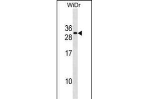 FADD Antibody (Center) (ABIN1881331 and ABIN2838669) western blot analysis in WiDr cell line lysates (35 μg/lane). (FADD 抗体  (AA 106-135))