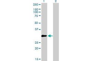 Western Blotting (WB) image for anti-Zinc Finger Protein 174 (ZNF174) (AA 1-234) antibody (ABIN563450)