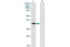 Western Blotting (WB) image for anti-RING1 and YY1 Binding Protein (RYBP) (AA 1-228) antibody (ABIN525170)