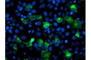 Image no. 3 for anti-Anaphase Promoting Complex Subunit 2 (ANAPC2) antibody (ABIN1496636) (ANAPC2 抗体)