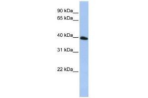 Tetraspanin 17 antibody used at 1 ug/ml to detect target protein.