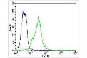 Overlay histogram showing K562 cells stained with  (green line). (Hemoglobin Subunit beta 抗体  (C-Term))