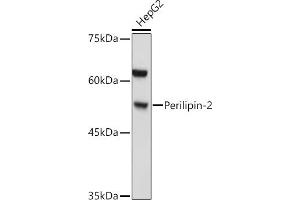 Western blot analysis of extracts of HepG2 cells, using Perilipin-2 antibody (ABIN6127414, ABIN6145773, ABIN6145774 and ABIN6221871) at 1:1000 dilution. (ADRP 抗体  (AA 168-437))
