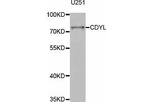 Western blot analysis of extracts of U-251MG cells, using CDYL antibody (ABIN5973689) at 1/1000 dilution. (CDYL 抗体)