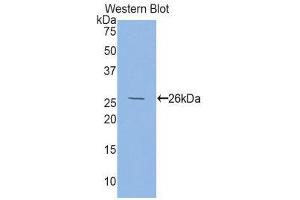 Western Blotting (WB) image for anti-Folate Receptor 1 (Adult) (FOLR1) (AA 26-229) antibody (ABIN1858909)