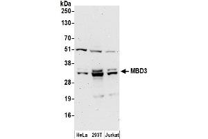 Western Blotting (WB) image for anti-Methyl-CpG Binding Domain Protein 3 (MBD3) (AA 265-291) antibody (ABIN7454835)