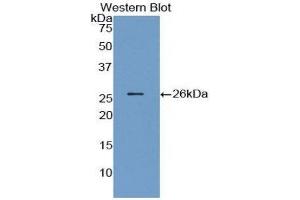 Western Blotting (WB) image for anti-Angiopoietin 1 (ANGPT1) (AA 21-228) antibody (ABIN3209770) (Angiopoietin 1 抗体  (AA 21-228))