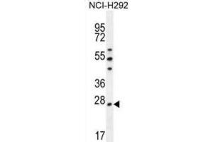 Western Blotting (WB) image for anti-Peroxiredoxin 4 (PRDX4) antibody (ABIN2996535) (Peroxiredoxin 4 抗体)