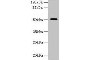 Western blot All lanes: NR1H3 antibody at 6 μg/mL + Mouse liver tissue Secondary Goat polyclonal to rabbit IgG at 1/10000 dilution Predicted band size: 51, 44, 46 kDa Observed band size: 51 kDa (NR1H3 抗体  (AA 1-402))