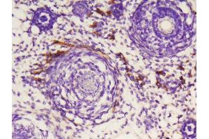 Formalin-fixed and paraffin embedded mouse embryo labeled with Anti-phospho-SAPK3 (Thr183+Tyr185)Polyclonal Antibody, Unconjugated  at 1:200, followed by conjugation to the secondary antibody and DAB staining (MAPK12 抗体  (pThr183, pTyr185))