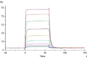 Surface Plasmon Resonance (SPR) image for Natural Killer Cell Cytotoxicity Receptor 3 Ligand 1 (NCR3LG1) (AA 25-262) protein (Fc Tag) (ABIN7273963)