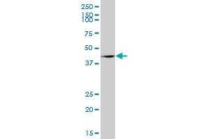 OBFC1 MaxPab polyclonal antibody. (OBFC1 抗体  (AA 1-368))