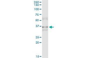 Immunoprecipitation (IP) image for anti-Musashi Homolog 2 (MSI2) (AA 1-328) antibody (ABIN530528)