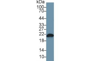 Detection of Bax in Mouse RAW264. (BAX 抗体  (AA 1-158))