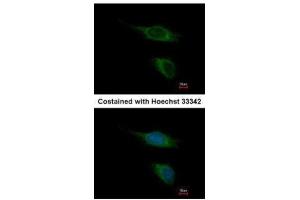 ICC/IF Image Immunofluorescence analysis of methanol-fixed HeLa, using TAAR5, antibody at 1:500 dilution. (TAAR5 抗体  (C-Term))