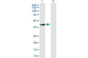 Western Blot analysis of PABPC5 expression in transfected 293T cell line by PABPC5 MaxPab polyclonal antibody. (PABPC5 抗体  (AA 1-382))