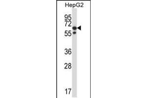 Western blot analysis in HepG2 cell line lysates (35ug/lane).