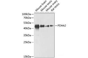 Western blot analysis of extracts of various cell lines using PDHA2 Polyclonal Antibody at dilution of 1:1000. (PDHA2 抗体)