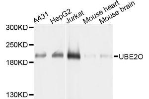 Western blot analysis of extracts of various cells, using UBE2O antibody. (UBE2O 抗体)