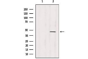 Western blot analysis of extracts from 293, using PRMT1 Antibody. (PRMT1 抗体  (C-Term))