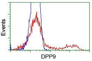 HEK293T cells transfected with either RC224465 overexpress plasmid (Red) or empty vector control plasmid (Blue) were immunostained by anti-DPP9 antibody (ABIN2455318), and then analyzed by flow cytometry. (DPP9 抗体)
