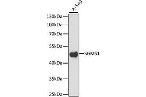 Western blot analysis of extracts of A-549 cells, using SGMS1 antibody. (Sphingomyelin Synthase 1 抗体)