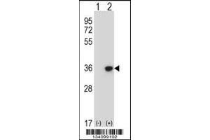 Western blot analysis of DLX4 using rabbit polyclonal DLX4 Antibody using 293 cell lysates (2 ug/lane) either nontransfected (Lane 1) or transiently transfected (Lane 2) with the DLX4 gene. (DLX4 抗体  (AA 72-100))