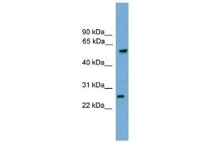 GZMA antibody used at 0. (GZMA 抗体  (C-Term))