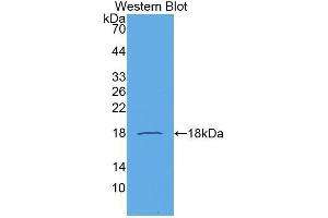 Western Blotting (WB) image for anti-Chemokine (C-C Motif) Ligand 21 (CCL21) (AA 24-134) antibody (ABIN1174791) (CCL21 抗体  (AA 24-134))
