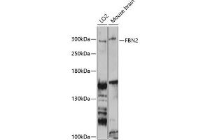 Western blot analysis of extracts of various cell lines, using FBN2 antibody (ABIN6127923, ABIN6140499, ABIN6140500 and ABIN6225001) at 1:3000 dilution. (Fibrillin 2 抗体  (AA 2733-2912))