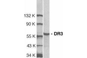 Western blot analysis of DR3 in Jurkat total cell lysate with AP30298PU-N DR3 antibody at 1/1000 dilution. (DR3/LARD 抗体  (N-Term))