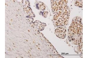 Image no. 1 for anti-Testis-Specific Kinase 2 (TESK2) (AA 405-542) antibody (ABIN599135) (TESK2 抗体  (AA 405-542))