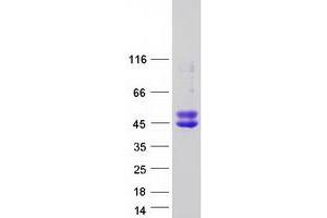 Western Blotting (WB) image for Oligodendrocyte Lineage Transcription Factor 2 (OLIG2) protein (Myc-DYKDDDDK Tag) (ABIN2727901)