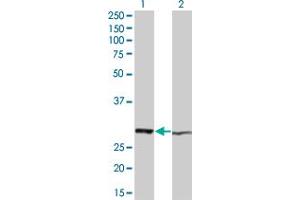Western Blot analysis of HMGB1 expression in transfected 293T cell line by HMGB1 monoclonal antibody (M05), clone 1D10. (HMGB1 抗体  (AA 1-215))
