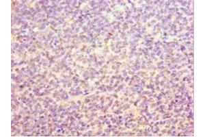 Immunohistochemistry of paraffin-embedded human tonsil tissue using ABIN7162275 at dilution of 1:100