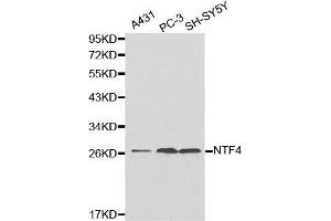 Western blot analysis of extracts of various cell lines, using NTF4 antibody. (Neurotrophin 4 抗体  (AA 25-210))