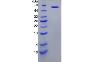 SDS-PAGE analysis of recombinant Human PRF1 Protein. (Perforin 1 蛋白)