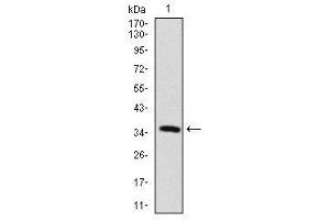 Image no. 1 for anti-Microtubule-Associated Protein 2 (MAP2) antibody (ABIN1491246) (MAP2 抗体)