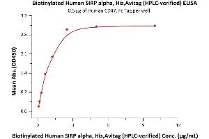 Immobilized Human CD47, Fc Tag (ABIN2180806,ABIN2180805) at 5 μg/mL (100 μL/well) can bind Biotinylated Human SIRP alpha, His,Avitag (ABIN6731335,ABIN6809947) with a linear range of 0. (SIRPA Protein (AA 31-370) (His tag,AVI tag,Biotin))