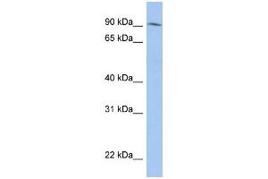 WB Suggested Anti-LRRC33 Antibody Titration: 0. (LRRC33 抗体  (N-Term))