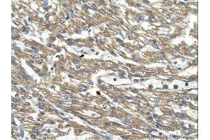 Image no. 1 for anti-Cystathionase (Cystathionine gamma-Lyase) (CTH) (AA 281-330) antibody (ABIN321029) (CTH 抗体  (AA 281-330))
