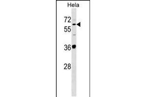 Western blot analysis in Hela cell line lysates (35ug/lane). (SUOX 抗体  (AA 160-187))